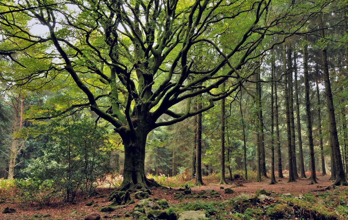 L'importance des vieux arbres et du bois mort 2 : fonctions et
