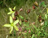 Hypericum linarifolium