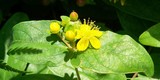 Hypericum androsemum