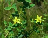 Hypericum desetangsii