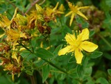 Hypericum maculatum