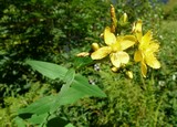 Hypericum montanum