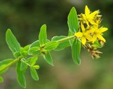 Hypericum tetrapterum