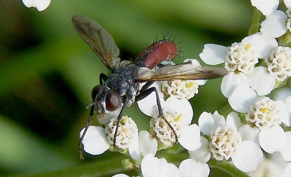 Cylindromyia_bicolor
