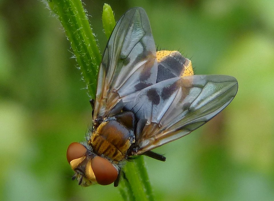 Ectophasia_crassipennis