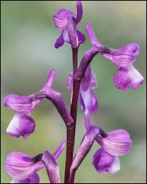 Anacamptis_champagneuxii