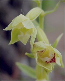 Epipactis_phyllanthes