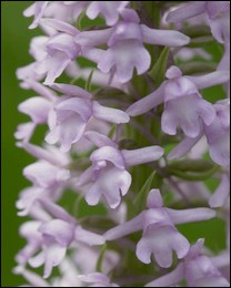 Gymnadenia_densiflora