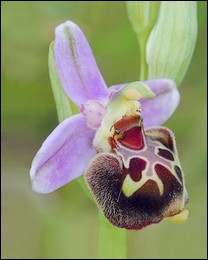 Ophrys_aegirtica