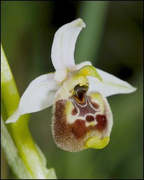 Ophrys_annae
