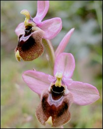 Ophrys_aprilia