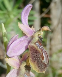Ophrys_arachnitiformis