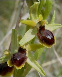 Ophrys_araneola