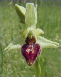 Ophrys_aranifera