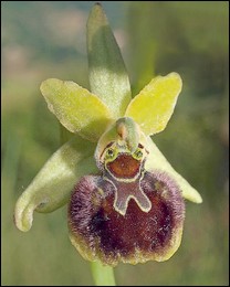 Ophrys_argensonensis