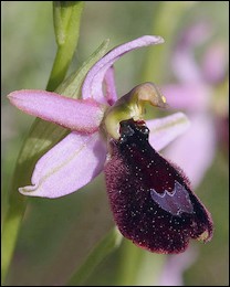 Ophrys_aurelia