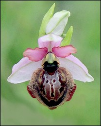 Ophrys_aveyronensis