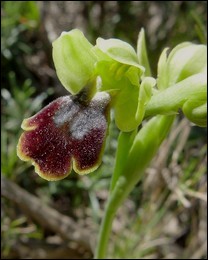 Ophrys_bilunulata