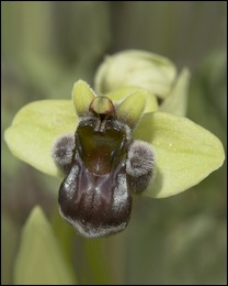 Ophrys_bombyliflora