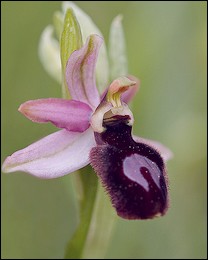 Ophrys_catalaunica