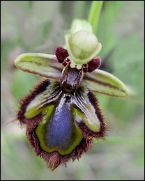 Ophrys_ciliata