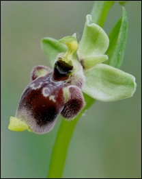 Ophrys_conradiae
