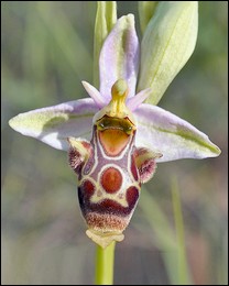 Ophrys_corbariensis