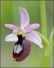 Ophrys_drumana