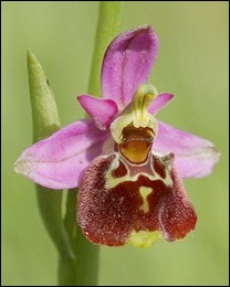 Ophrys_elatior