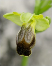 Ophrys_eleonorae