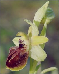 Ophrys_exaltata