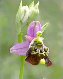 Ophrys_fuciflora