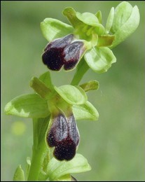 Ophrys_funerea