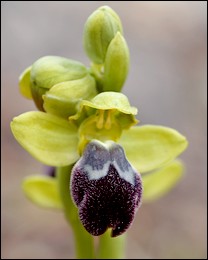 Ophrys_fusca