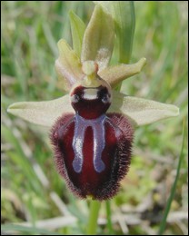 Ophrys_incubacea