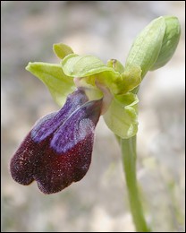 Ophrys_iricolor