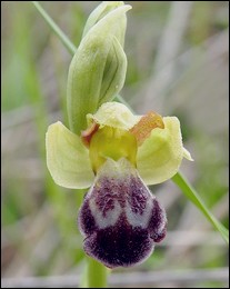 Ophrys_lupercalis
