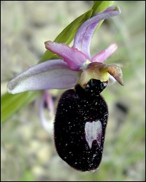 Ophrys_magniflora