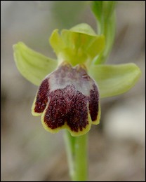 Ophrys_marmorata