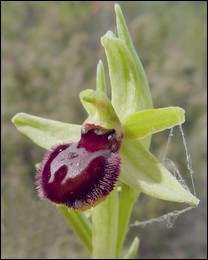 Ophrys_massilienis