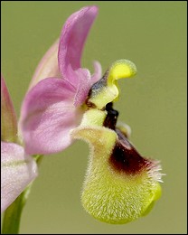 Ophrys_neglecta