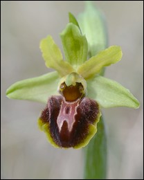 Ophrys_occidentalis