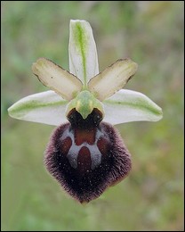 Ophrys_panormitana