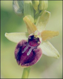 Ophrys_passionis