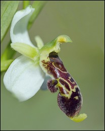 Ophrys_philippii