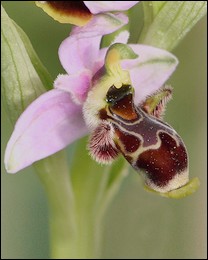 Ophrys_picta