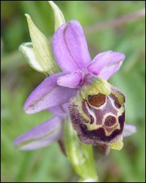 Ophrys_pseudoscolopax