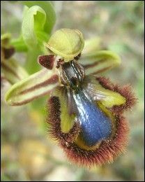 Ophrys_speculum