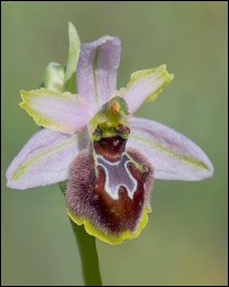 Ophrys_splendida