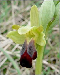 Ophrys_sulcata